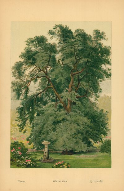 Encina de William Henry James Boot