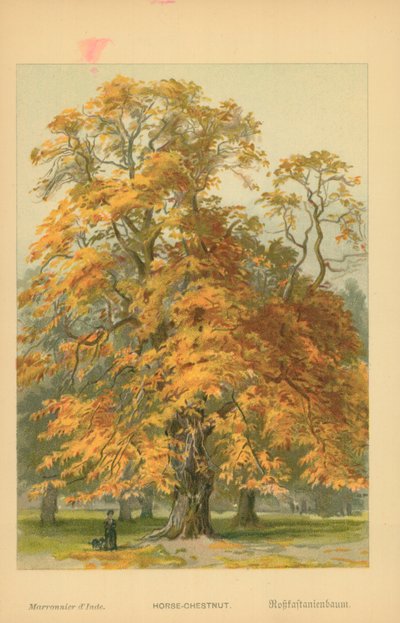 Castaño de Indias de William Henry James Boot