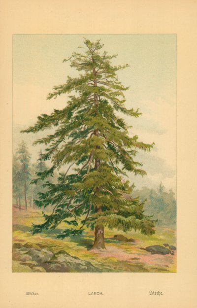 Alerce de William Henry James Boot