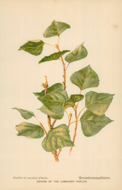 Hojas del álamo lombardo de William Henry James Boot