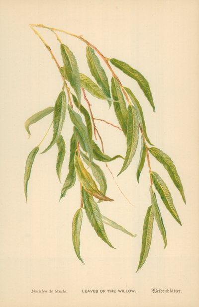 Hojas del Sauce de William Henry James Boot