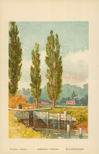Álamo lombardo de William Henry James Boot