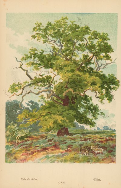 Roble de William Henry James Boot