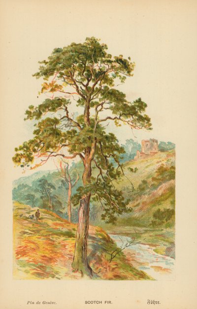 Pino silvestre de William Henry James Boot