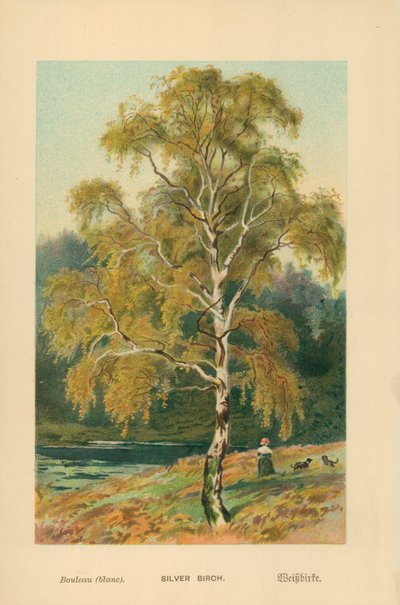 Abedul plateado de William Henry James Boot