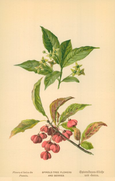 Flores y Bayas de Evónimo de William Henry James Boot