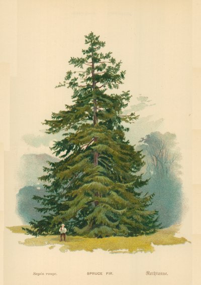 Abeto de William Henry James Boot