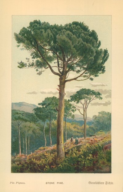 Pino piñonero de William Henry James Boot