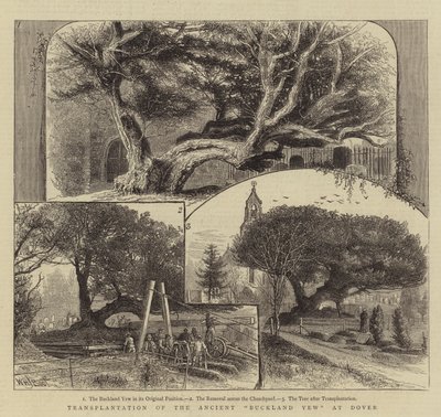 Transplante del antiguo tejo de Buckland en Dover de William Henry James Boot