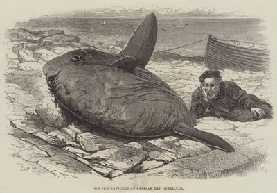 Pez luna capturado en la Bahía Catalana, Gibraltar de William Henry Pike