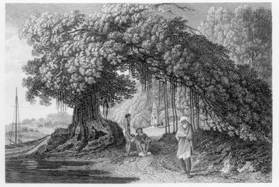 Un árbol de Banyan, de 