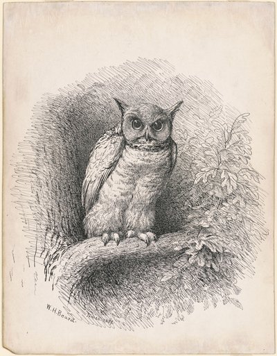 Búho de William Holbrook Beard