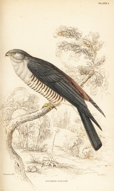 Halcón cuco africano, Aviceda cuculoides de William Home Lizars