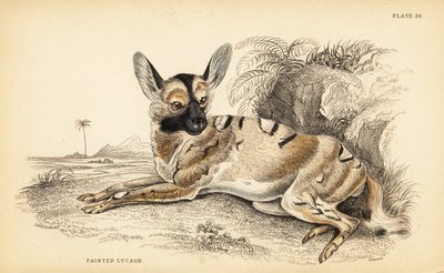 Perro salvaje africano, Lycaon pictus, en peligro de William Home Lizars