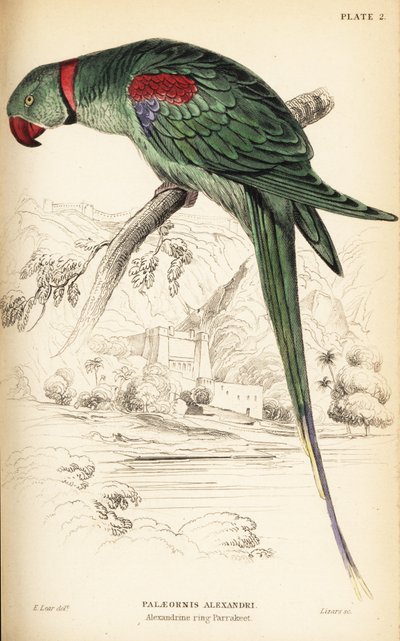 Perico alejandrino, Psittacula eupatria de William Home Lizars