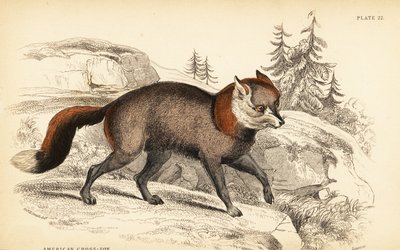 Zorro cruzado americano, Vulpes vulpes de William Home Lizars