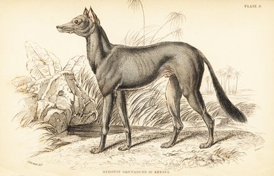 Galgo árabe, Canis lupus familiaris de William Home Lizars