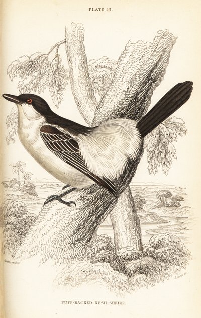 Bubú dorsinegro, Dryoscopus cubla de William Home Lizars