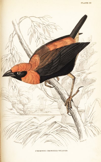 Obispo rojo de alas negras, Euplectes hordeaceus de William Home Lizars