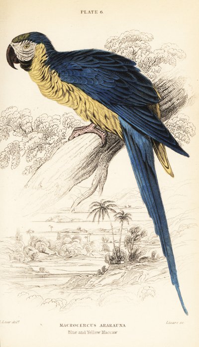 Guacamayo azul y amarillo o guacamayo azul y dorado, Ara ararauna de William Home Lizars