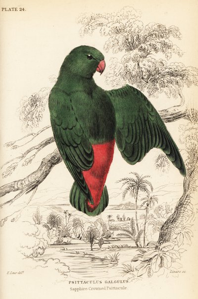 Lorículo coronado azul, Loriculus galgulus de William Home Lizars