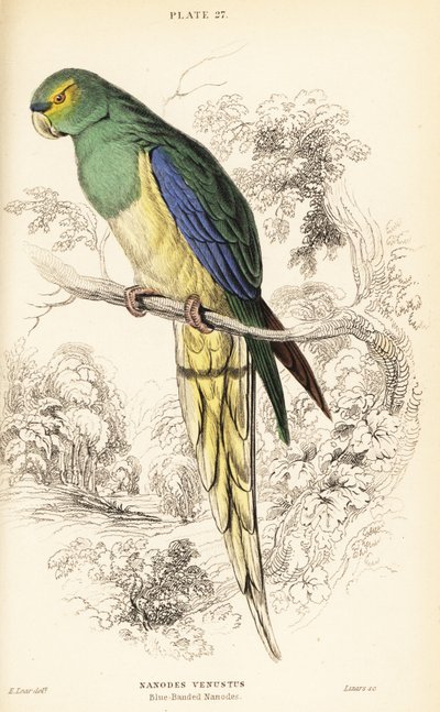 Loro de alas azules, Neophema chrysostoma de William Home Lizars