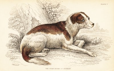 Perro jabalinero de Alemania, Canis lupus familiaris (Canis suillus) de William Home Lizars