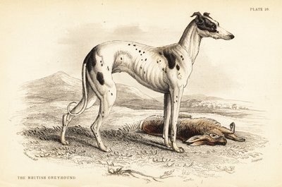 Galgo británico, Canis lupus familiaris de William Home Lizars