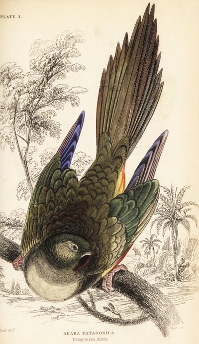 Loro barranquero o cotorra patagónica, Cyanoliseus patagonus de William Home Lizars