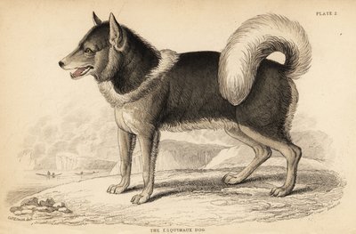Perro esquimal canadiense o qimmiq, Canis lupus familiaris de William Home Lizars