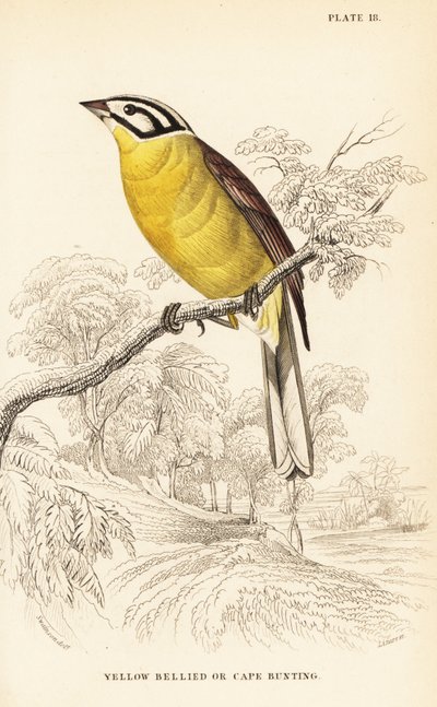 Escribano del Cabo, Emberiza capensis de William Home Lizars