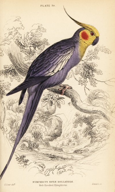 Cacatúa ninfa, Nymphicus hollandicus de William Home Lizars
