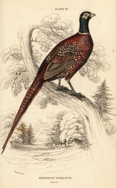Faisán común (de cuello anillado), Phasianus colchicus torquatus (Phasianus torquatus) de William Home Lizars