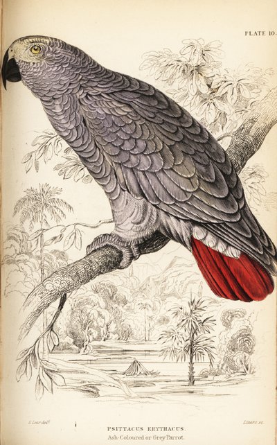 Loro gris del Congo, Psittacus erythacus de William Home Lizars