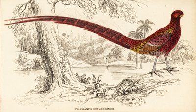Faisán cobrizo o faisán de Soemmerring, Syrmaticus soemmerringii de William Home Lizars