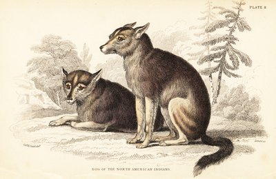 Coyote, Canis latrans de William Home Lizars