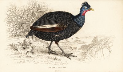 Gallina de Guinea crestada, Guttera pucherani de William Home Lizars