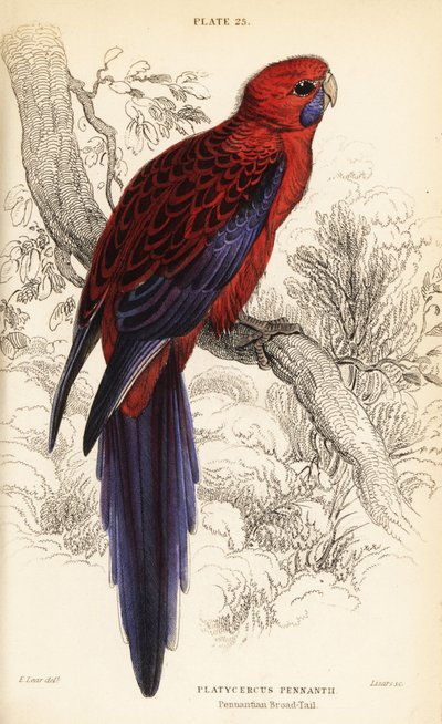 Rosella carmesí, Platycercus elegans de William Home Lizars