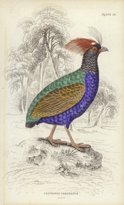 Cryptonix Coronatus de William Home Lizars