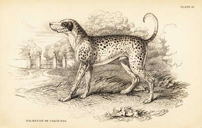 Perro dálmata o perro de carruaje, Canis lupus familiaris de William Home Lizars