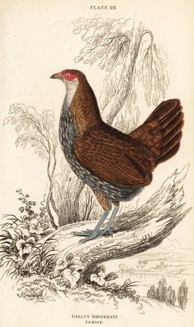 Gallina de Sonnerat, Gallus sonneratii de William Home Lizars