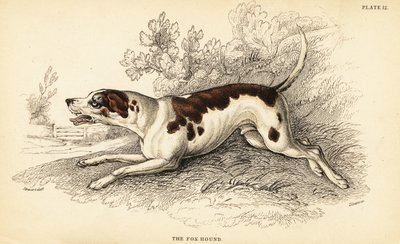 Perro de caza, Canis lupus familiaris de William Home Lizars