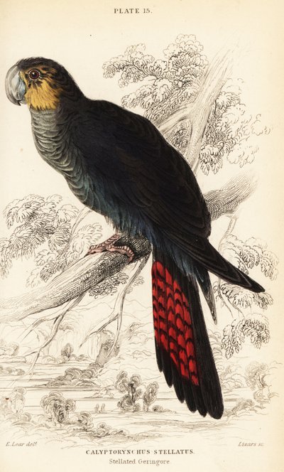 Cacatúa negra brillante, Calyptorhynchus lathami de William Home Lizars
