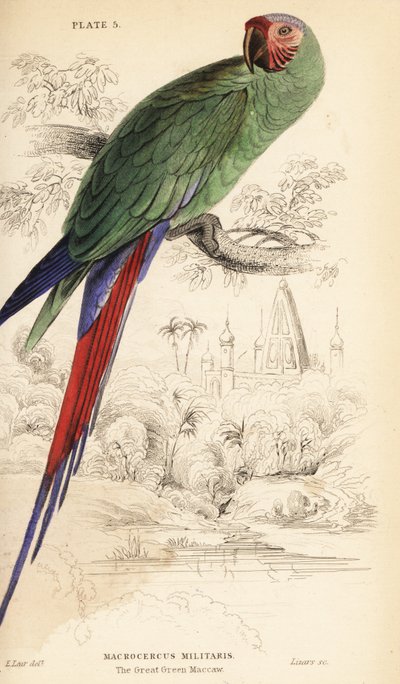 Guacamayo verde mayor, Ara ambiguus de William Home Lizars