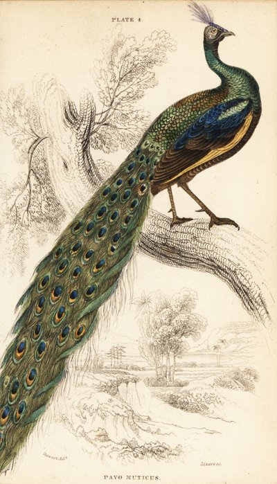 Pavo real verde, Pavo muticus de William Home Lizars