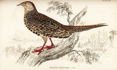 Faisán verde japonés, hembra, Phasianus versicolor de William Home Lizars