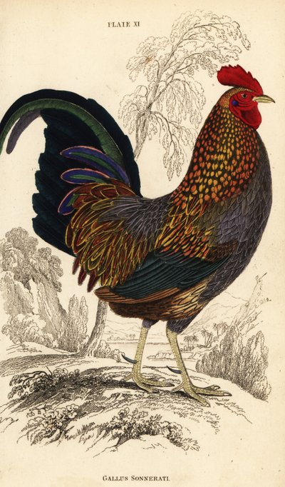 Gallo de Sonnerat, Gallus sonneratii de William Home Lizars