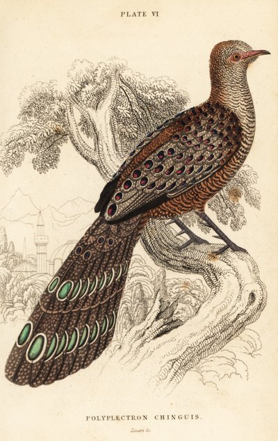 Faisán pavo real gris o faisán pavo real birmano, Polyplectron bicalcaratum de William Home Lizars