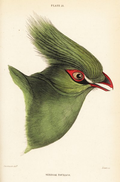 Cabeza del turaco de Guinea, Tauraco persa buffoni de William Home Lizars