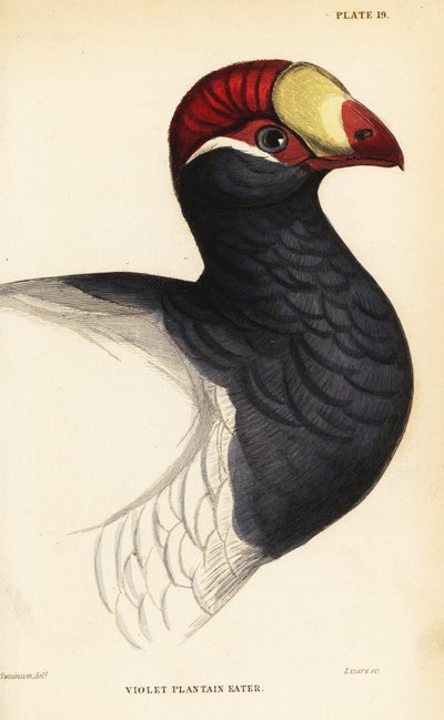 Cabeza del turaco violeta, Musophaga violacea de William Home Lizars